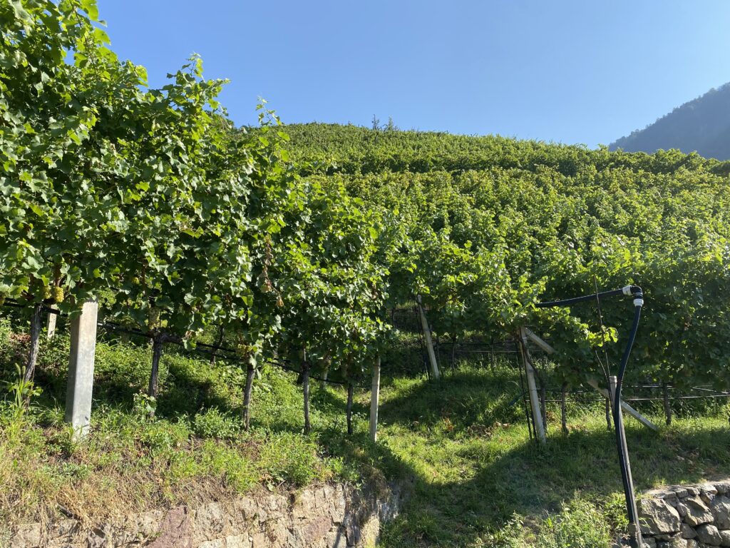 Una vista delle ripidissime vigne del Monzoccolo, sopra le cascate di Vilpiano